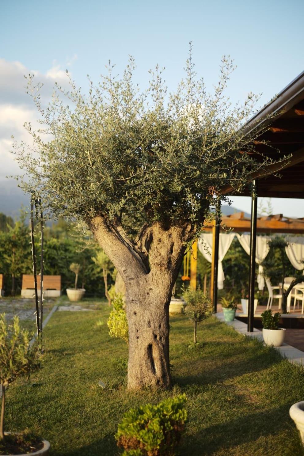 Natyra E Ishullit, Lezhe ,Ishull Shengjin, Lezhe, Alessio, Shengjin Hotel Екстериор снимка